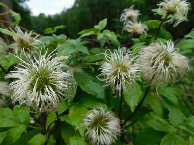 Clematis na de bloei