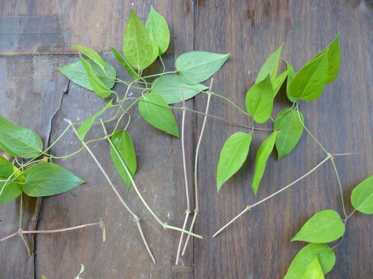 Kweekmethoden voor clematis