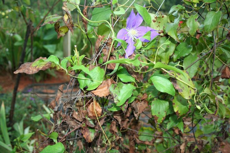 Ziekten en plagen van clematis