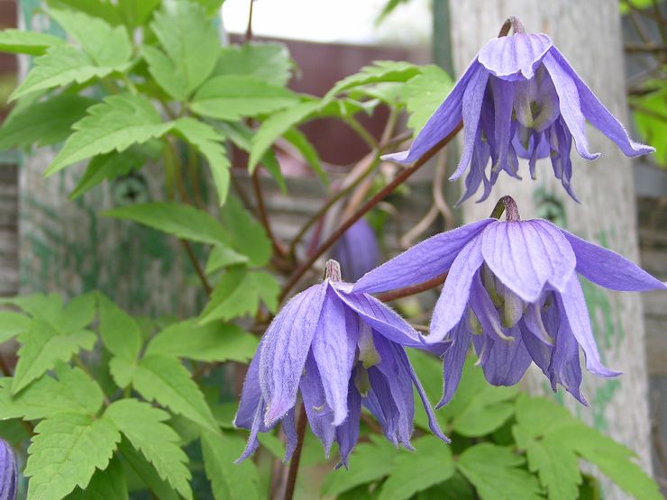 Alpenclematis