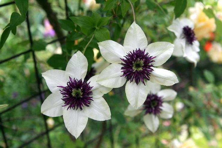 Bloeiende clematis