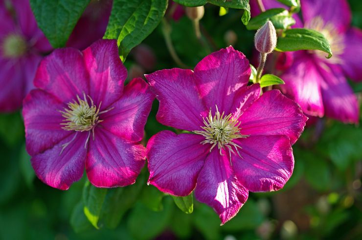 Beschrijving van clematis