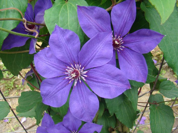 Clematis wollig