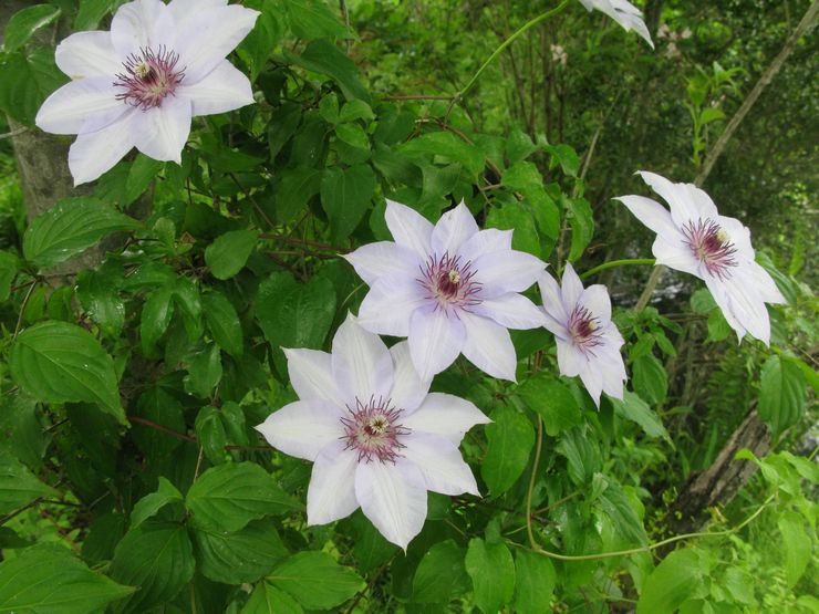 Uitgestrekte clematis