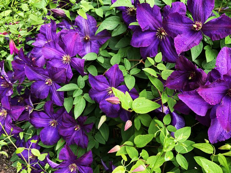 Clematis Jacques