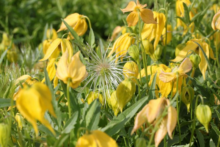 Clematis Tangut