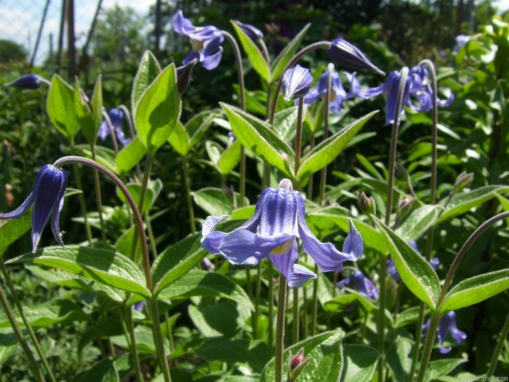 Clematis met hele bladeren