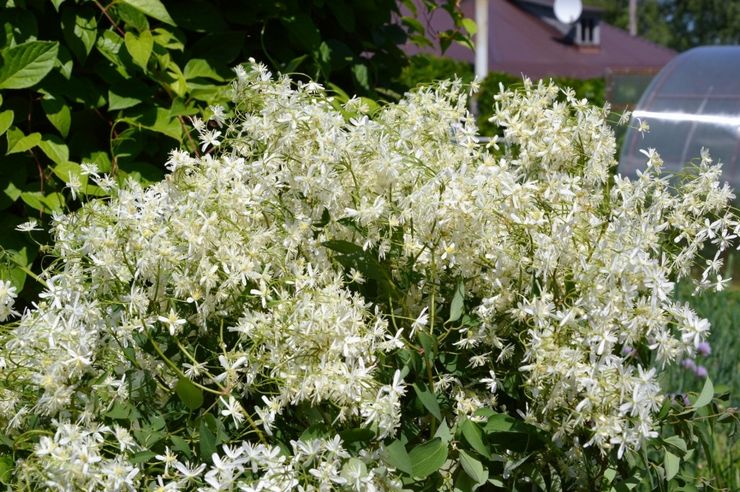 Clematis scherp (kleinbloemig)