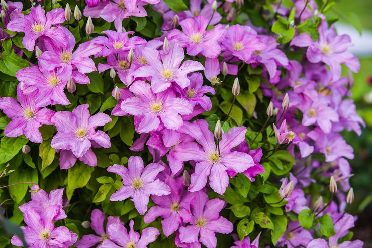 Clematis plant