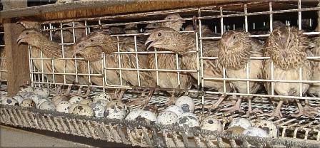 Развъждане на пъдпъдъци у дома: клетки, снимки