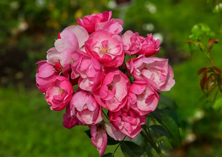 Róża Angela Rippon