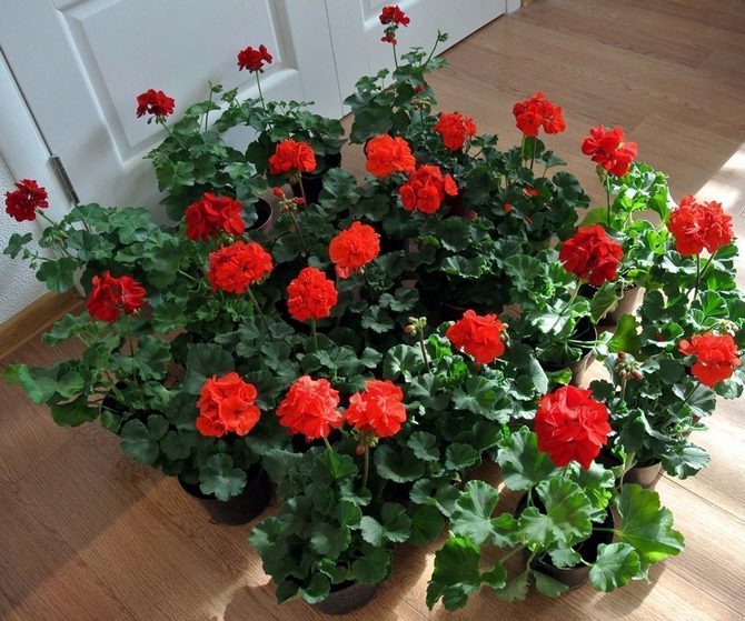 Pelargonium of kamergeranium wordt beschouwd als een krachtige kamerplant in termen van energie.