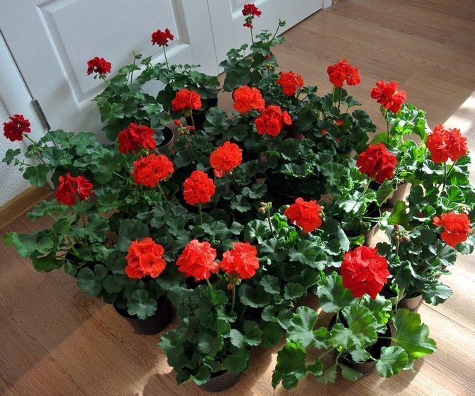 A pelargonium vagy a beltéri muskátli energia szempontjából erős beltéri növénynek számít.