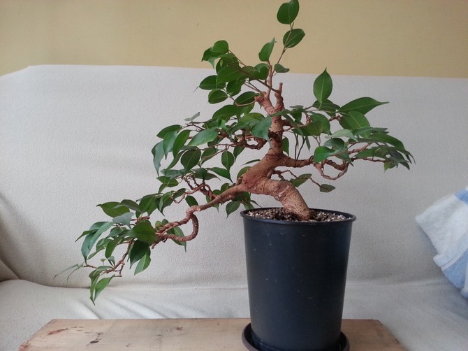 Ficus kan worden vergeleken met een natuurlijke stofzuiger, die in staat is om de ruimte en de ziel te reinigen van zorgen, angsten, problemen en een slechte gezondheid.
