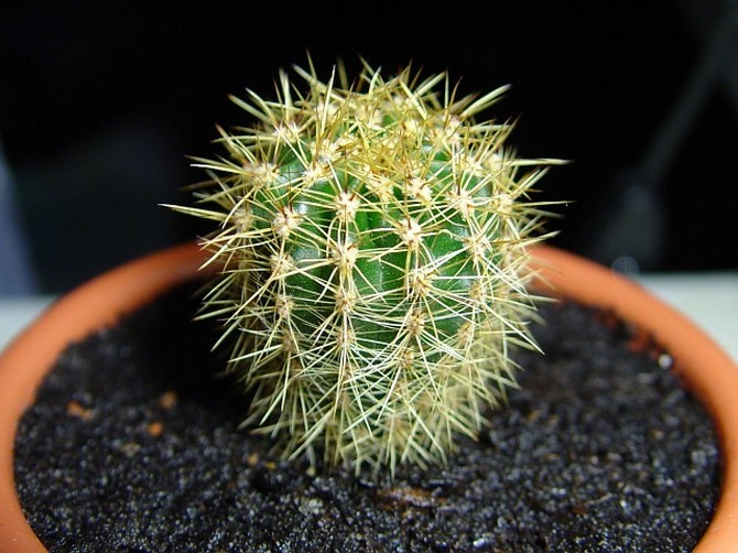 A kaktuszok nemcsak a ház negatív energiáját veszik el, hanem pozitív energiával is helyettesítik.