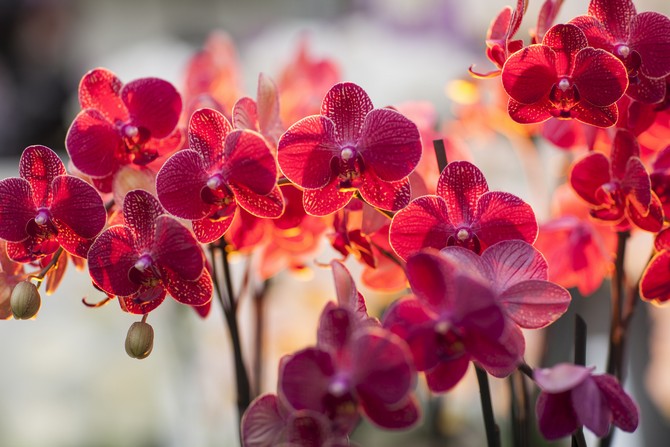 De orchidee voedt zich 's nachts en voor zonsopgang met menselijke energie.