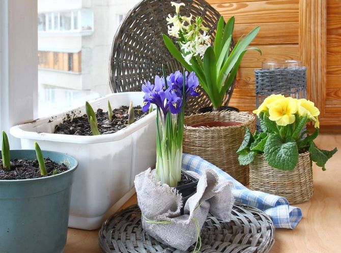 Как да носите цветя у дома безопасно при студ и студ