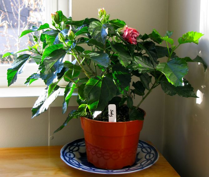 Caring for indoor hibiscus at home