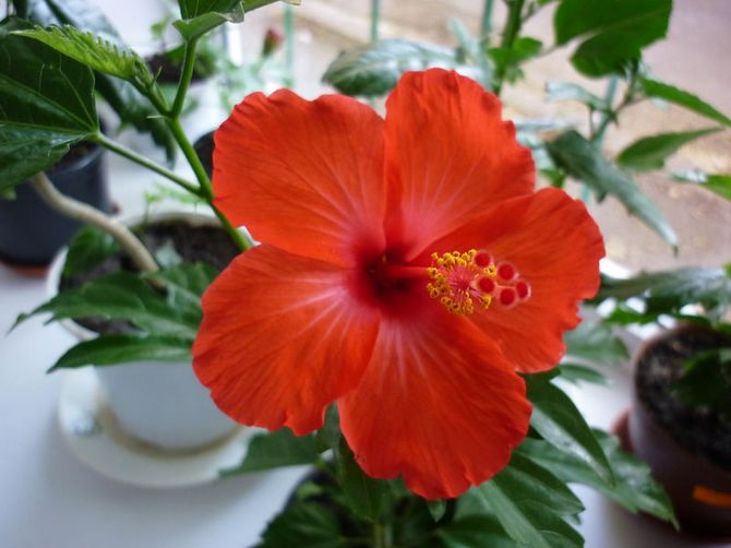 Hibiscus needs frequent spraying, as the flower loves high humidity.