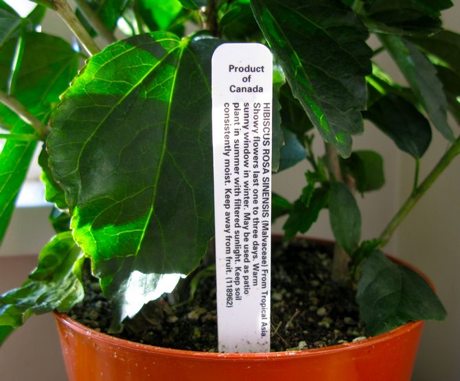 The soil for growing hibiscus should be nutritious and light, it should be close to neutral (pH about 6).