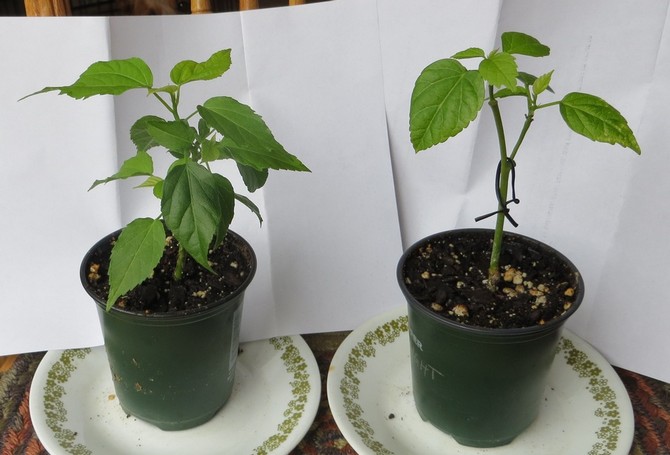 Reproduction of indoor hibiscus