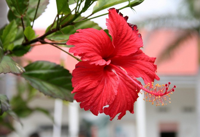 Indoor hibiscus - home care. Pruning and replanting. Reproduction. Fertilization and watering