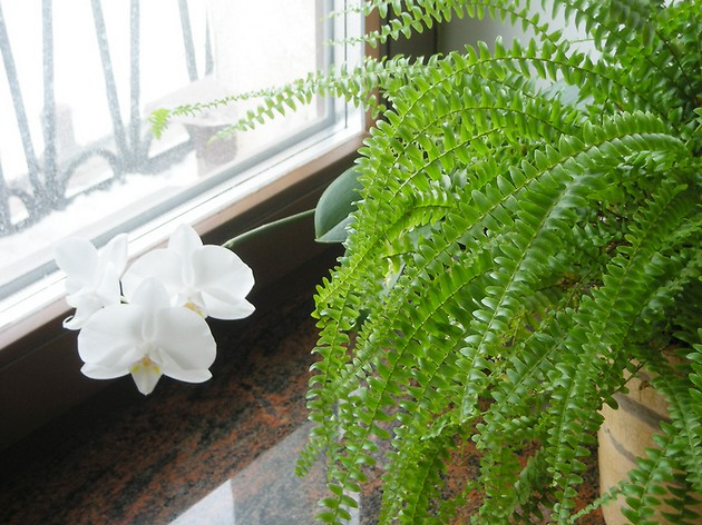 Indoor fern (nephrolepis) care