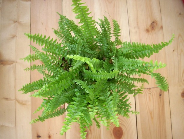 Indoor fern. Nephrolepis. Care and cultivation.