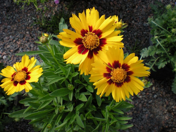 Coreopsis ápolás a kertben