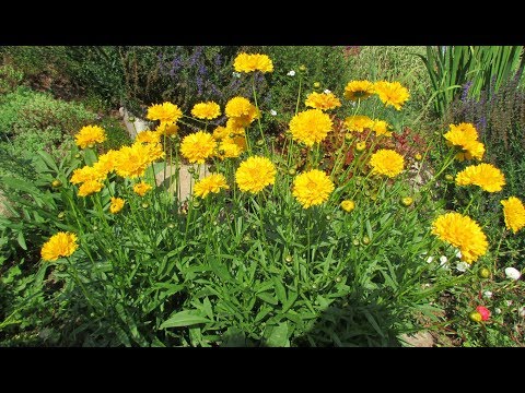 Coreopsis - termesztés és gondozás. Virágzás az első évben