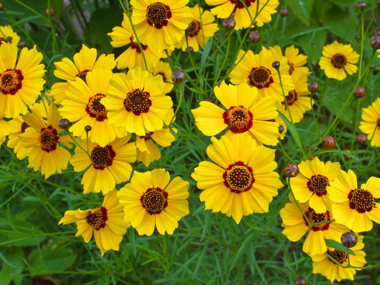 Coreopsis: ültetés és gondozás nyílt terepen, magvakból, fényképekből és fajokból történő termesztés