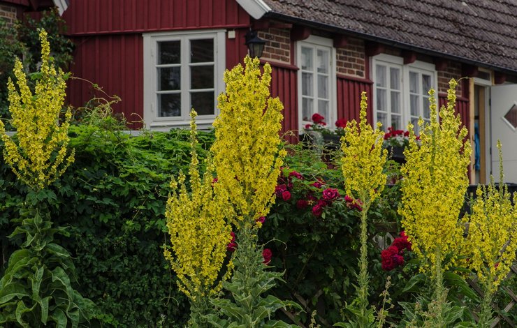 Mullein a tájtervezésben