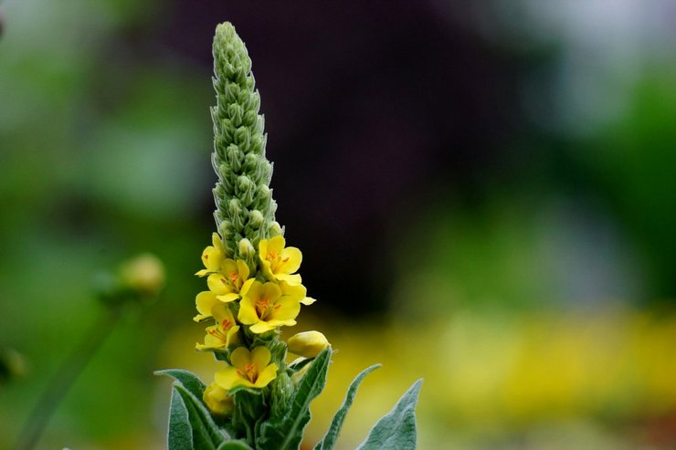 Az mullein gyógyászati ​​tulajdonságai