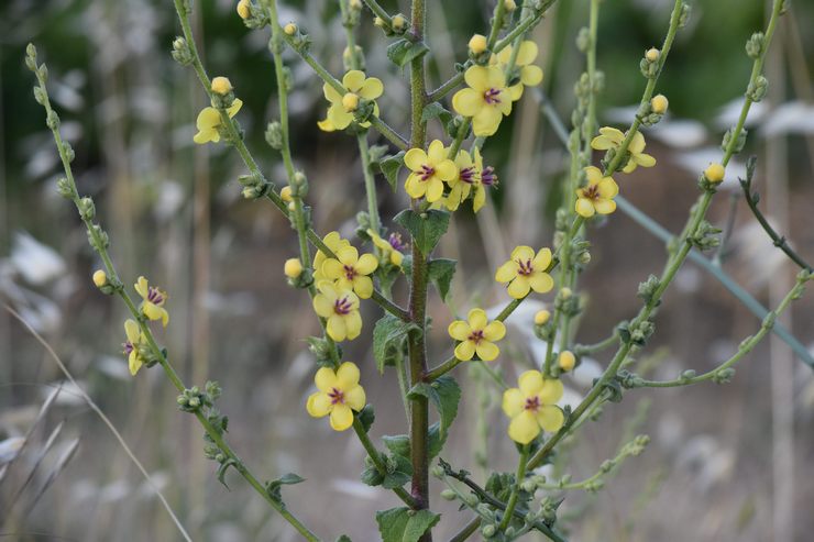 Mullein növény