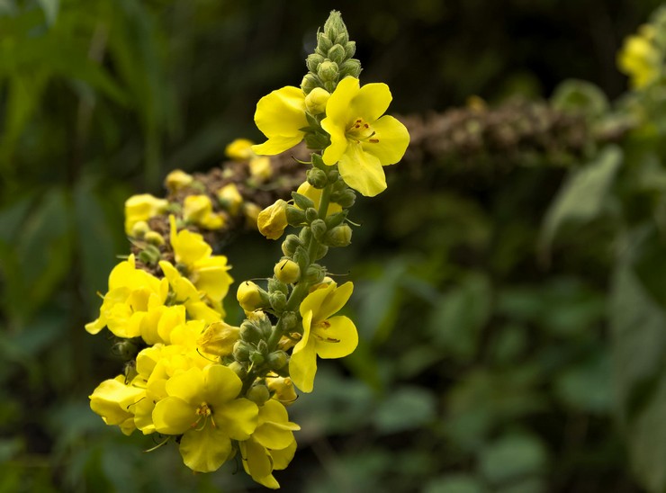 Scepter mullein