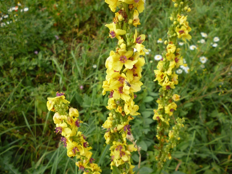 Fekete mullein