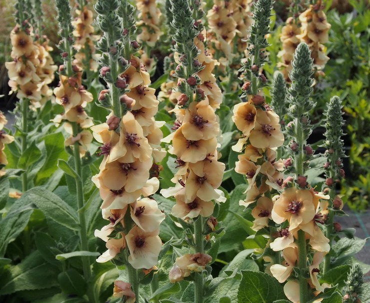 Mullein hibrid