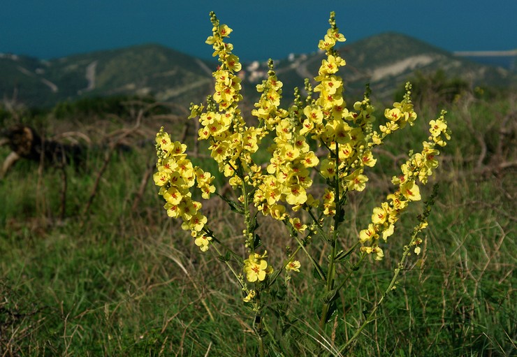 Dziewanna
