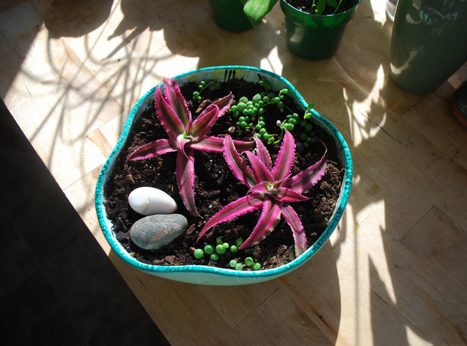 Voor het kweken van cryptanthus kun je een kant-en-klaar mengsel kopen of zelf bereiden