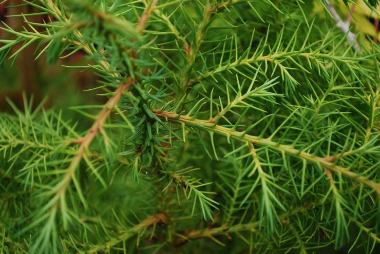 Cryptomeria Elegance