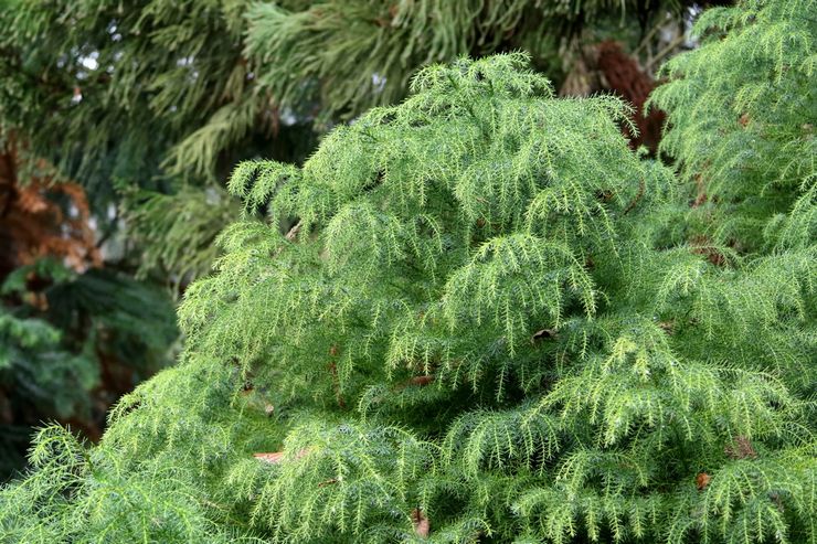 Cryptomeria elegans viridis