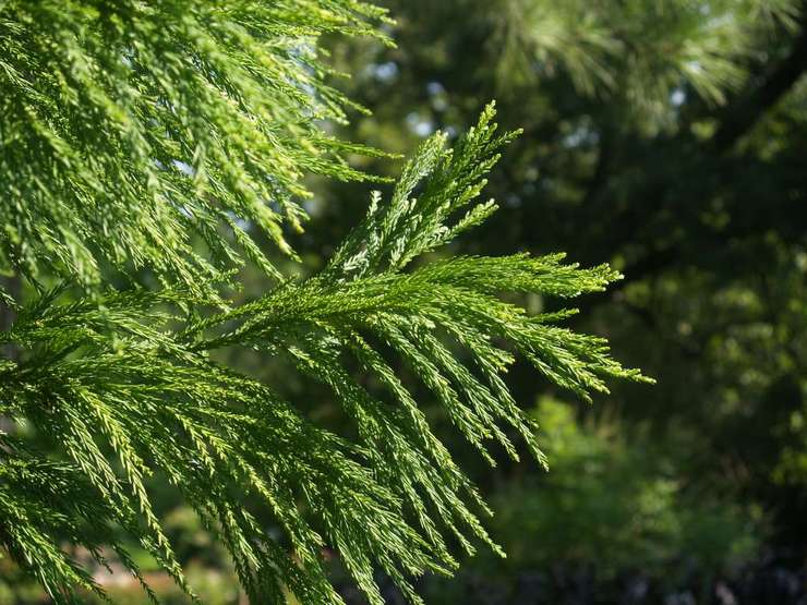 Cryptomeria Arauicarioides