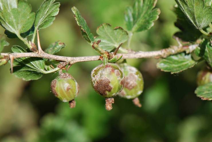 Echte meeldauw op kruisbessen