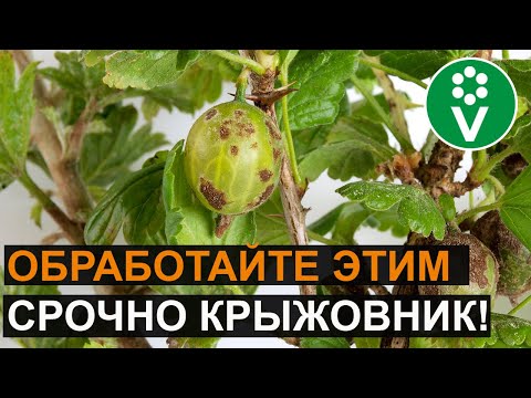 Време е да спасите цариградско грозде от брашнеста мана! 5 рецепти за безопасна обработка на горски плодове