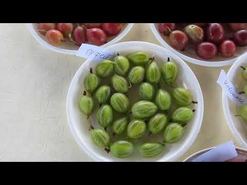 Видео преглед на сортовете цариградско грозде 2018