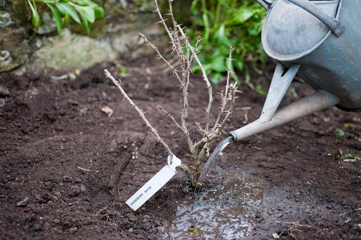 Kruisbessen planten in de volle grond