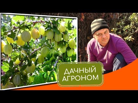 Как правилно да засаждате цариградско грозде Характеристики на засаждане на цариградско грозде през есента и грижи
