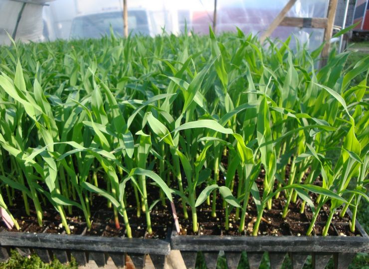Kukorica palánták termesztése