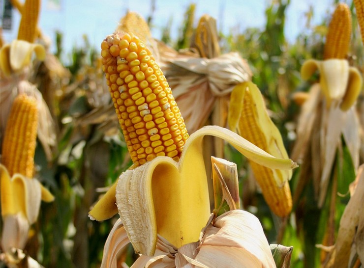 A kukoricát magvakból termesztik. A kukorica ültetése és gondozása a szabadban