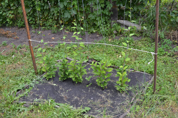 Citroengras planten in de volle grond